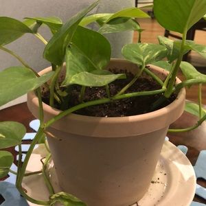 Meet your Posher, Harold